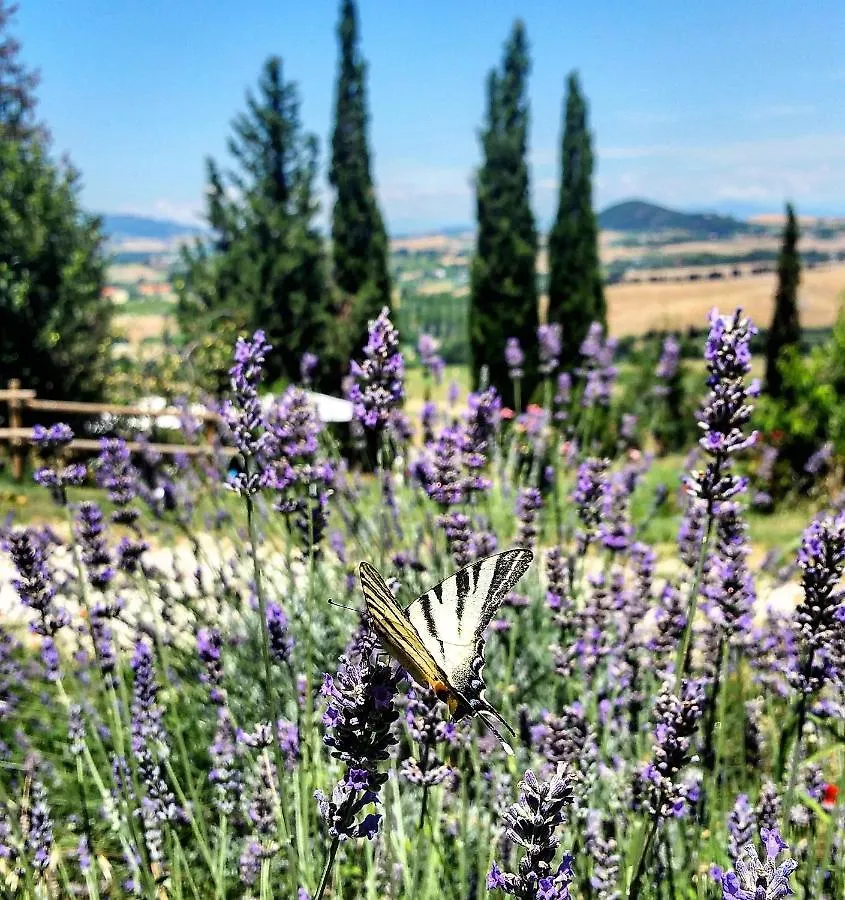 B&B Il Poggio Di Fiore Castellina Marittima 0*,